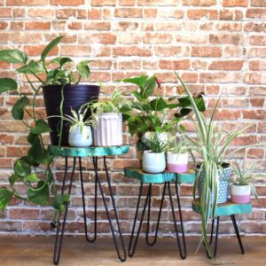 Set of 3 Gamal Wood Plant Stands – Greenwash