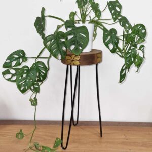 Albasia Wood Plant Stand – Natural & gold detail