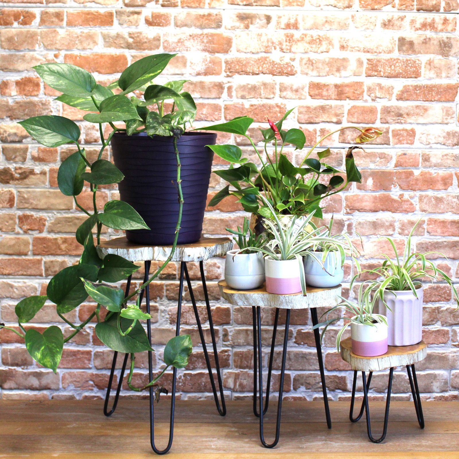 Set of 3 Gamal Wood Plant Stands - Whitewash - Image 5