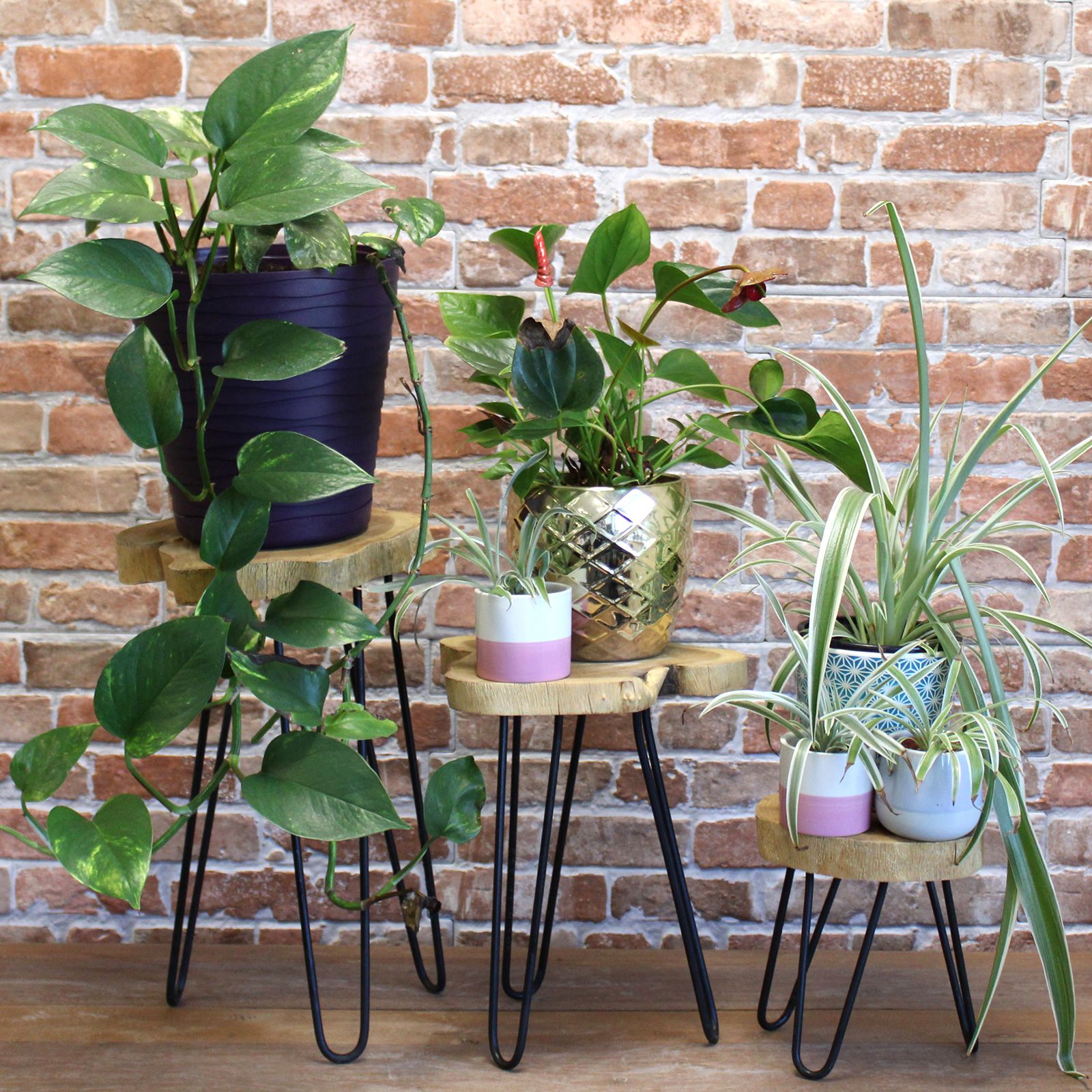 Set of 3 Gamal Wood Plant Stands - Natural - Image 8