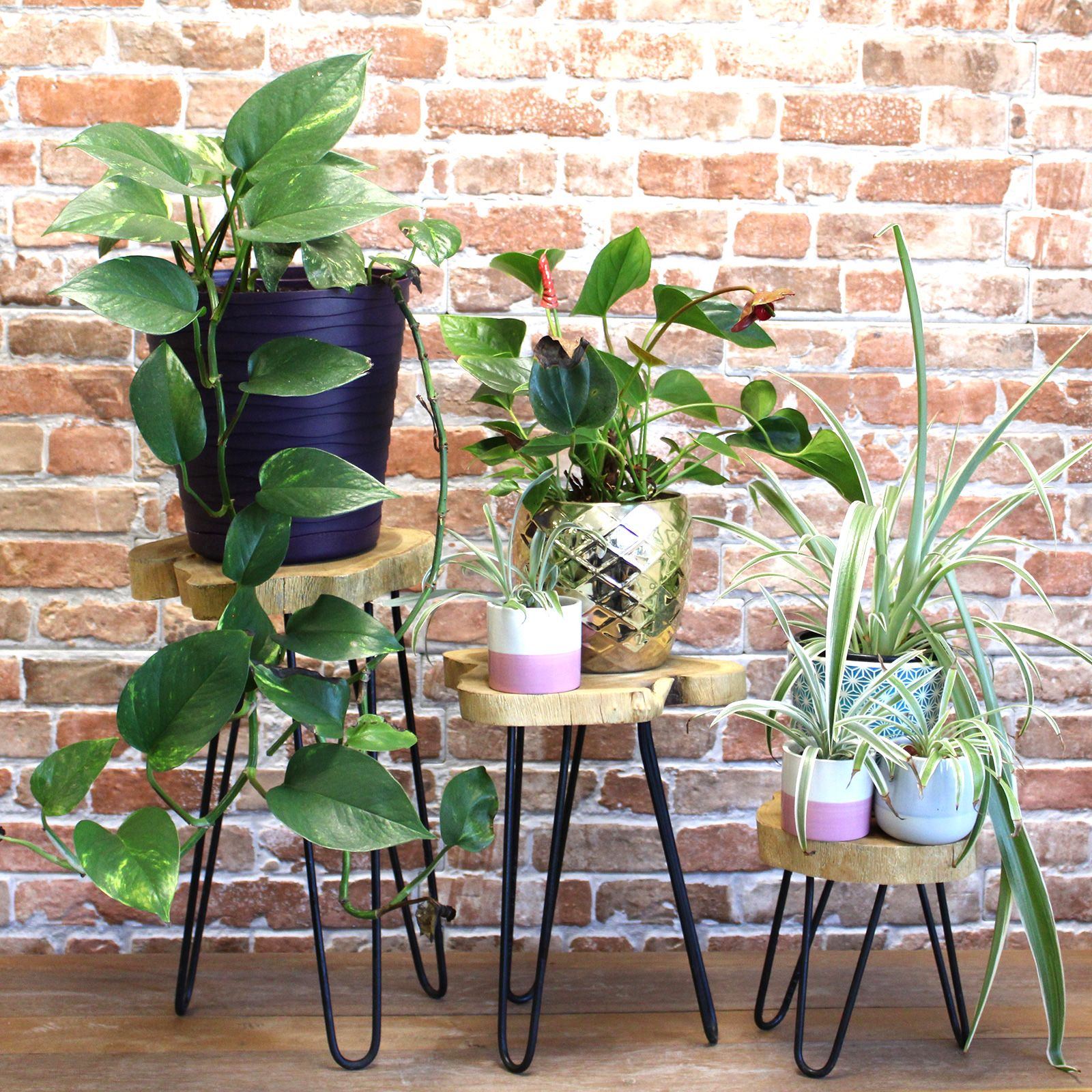 Set of 3 Gamal Wood Plant Stands - Natural - Image 2