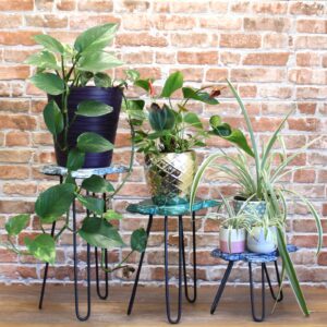 Set of 3 Albasia Wood Plant Stands – Turtles